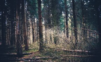 Czym się różnią rajtuzy od rajstop? Czym się różnią rajtuzy od rajstop?