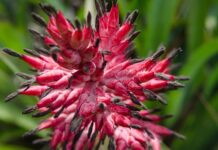 Co daje wazelina na twarz? Co daje wazelina na twarz?