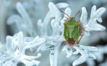 Co jest tanie w Chorwacji?