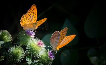 Czy Masa siedzi? Czy Masa siedzi?