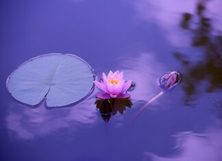 Czy jest dzień piżamy?