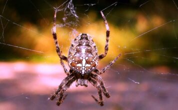 Jaki środek na pająki w domu